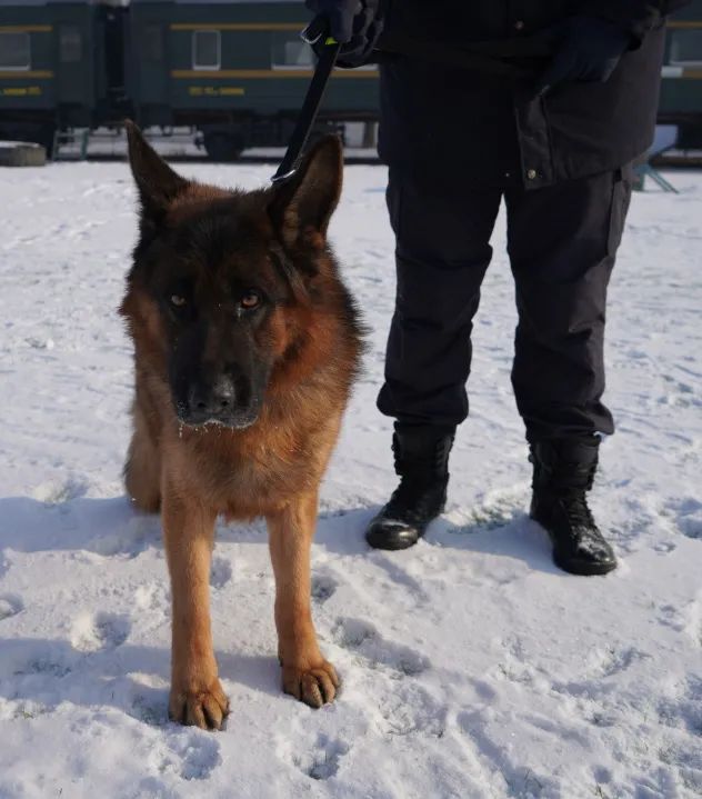 警犬刀锋现状图片