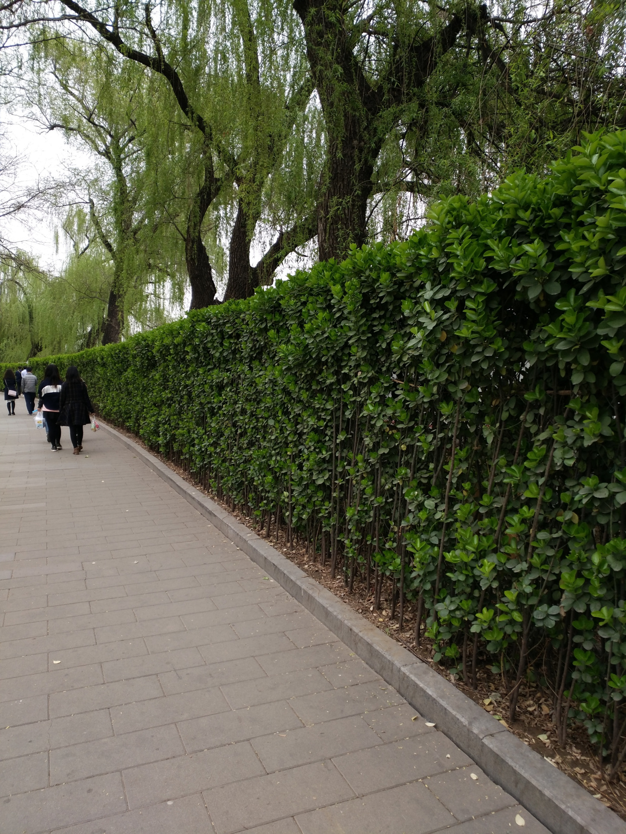 这8种植物,常做绿篱墙,修剪整齐的绿篱,看上去"清清爽爽"