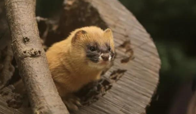 "食脑魔"现身新疆森林,长相可爱,每年却能吃掉3000只老鼠