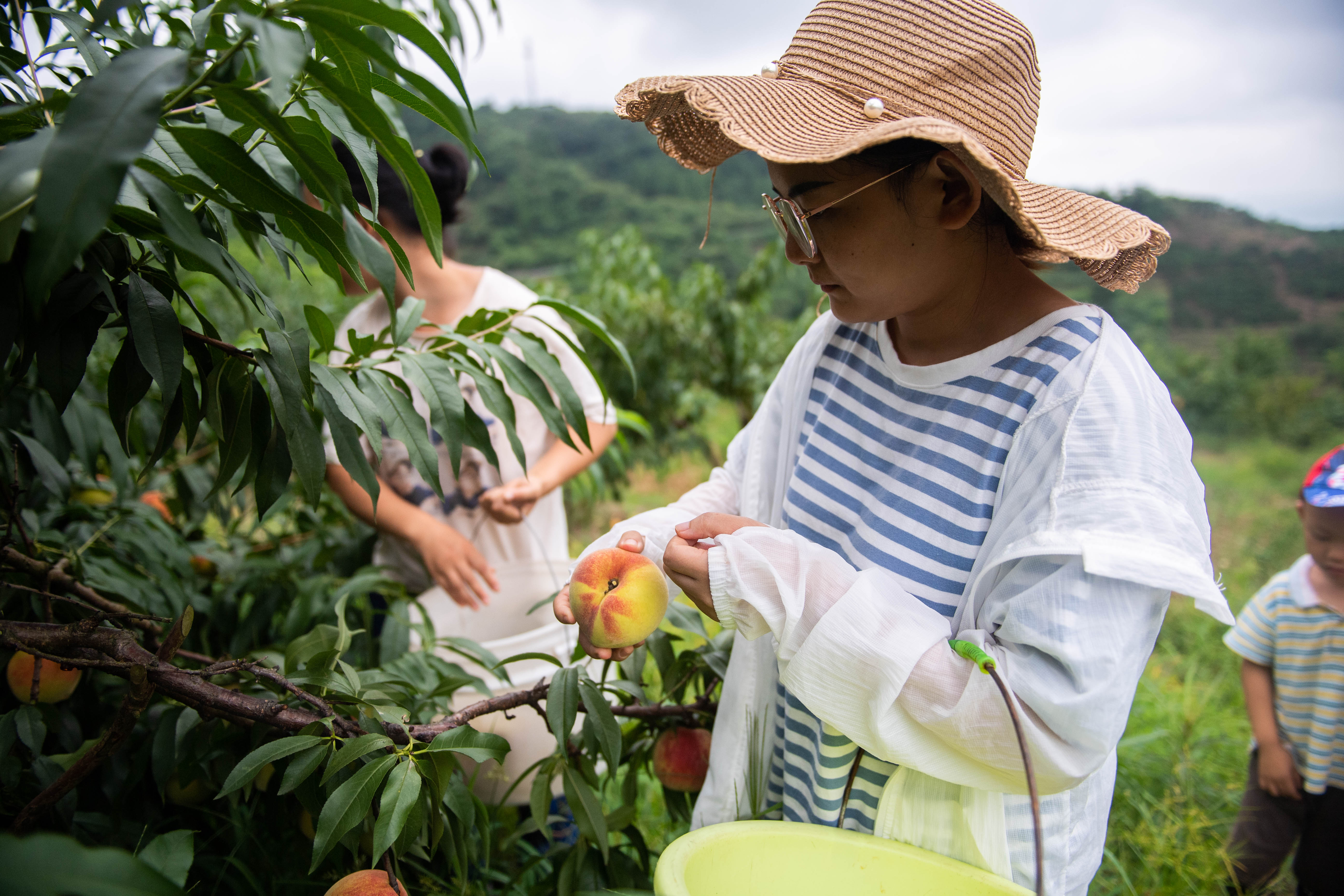 湖南麻阳:盛夏时节摘桃忙