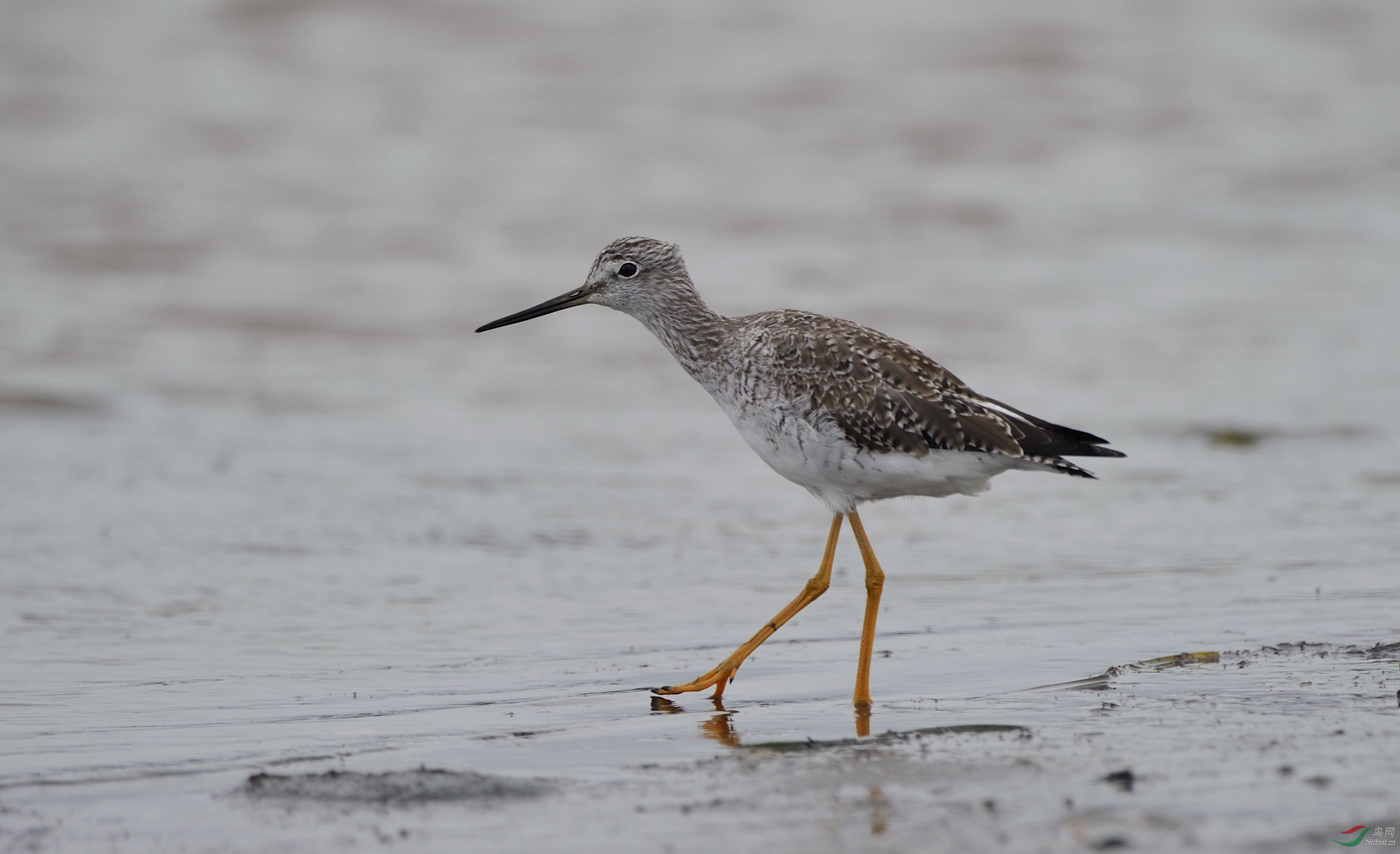 鸟类独步天下的双足