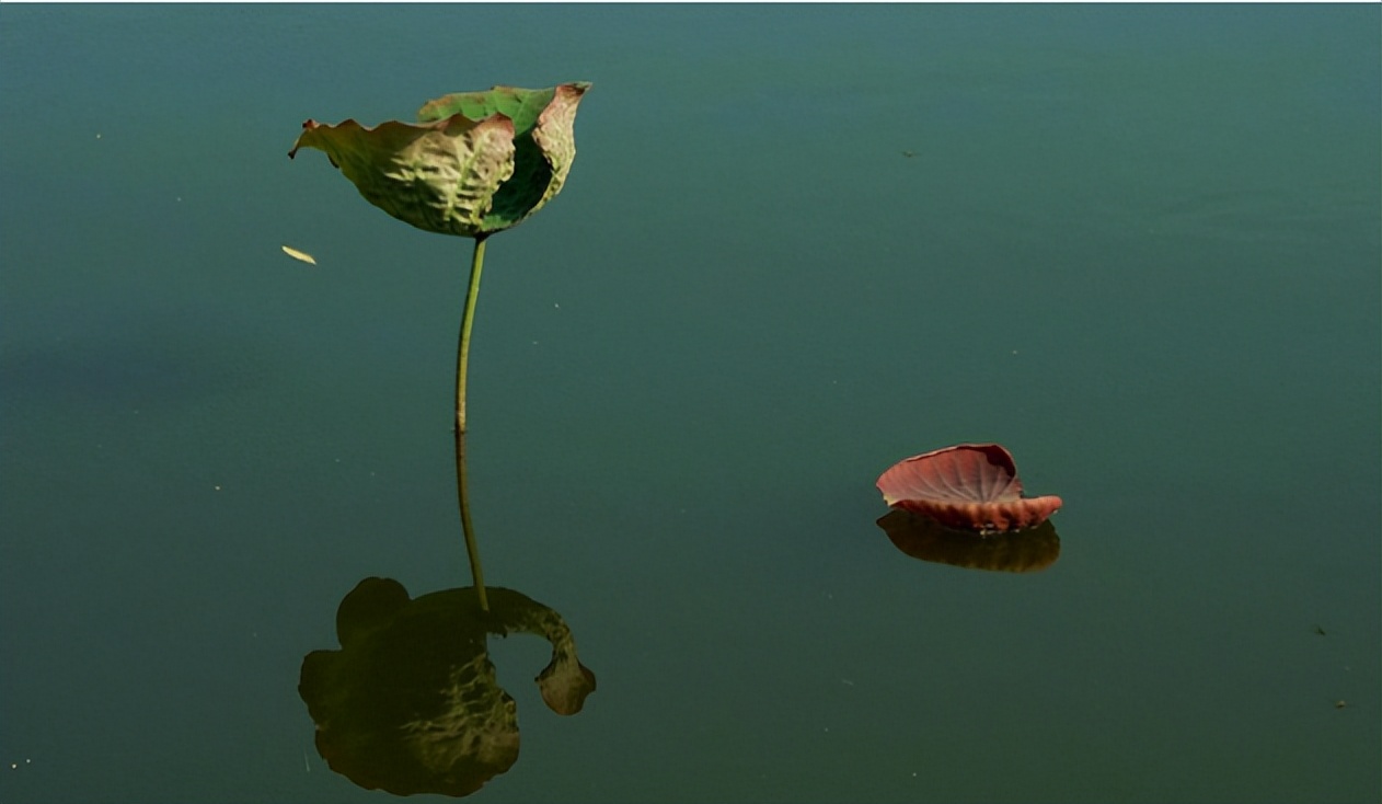 次第花开:人生只是一种经历,除了生死,其余的只是擦伤而已