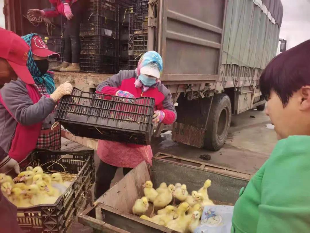 黑龙江海伦市爱民乡脱贫户喜迎鹅雏入户