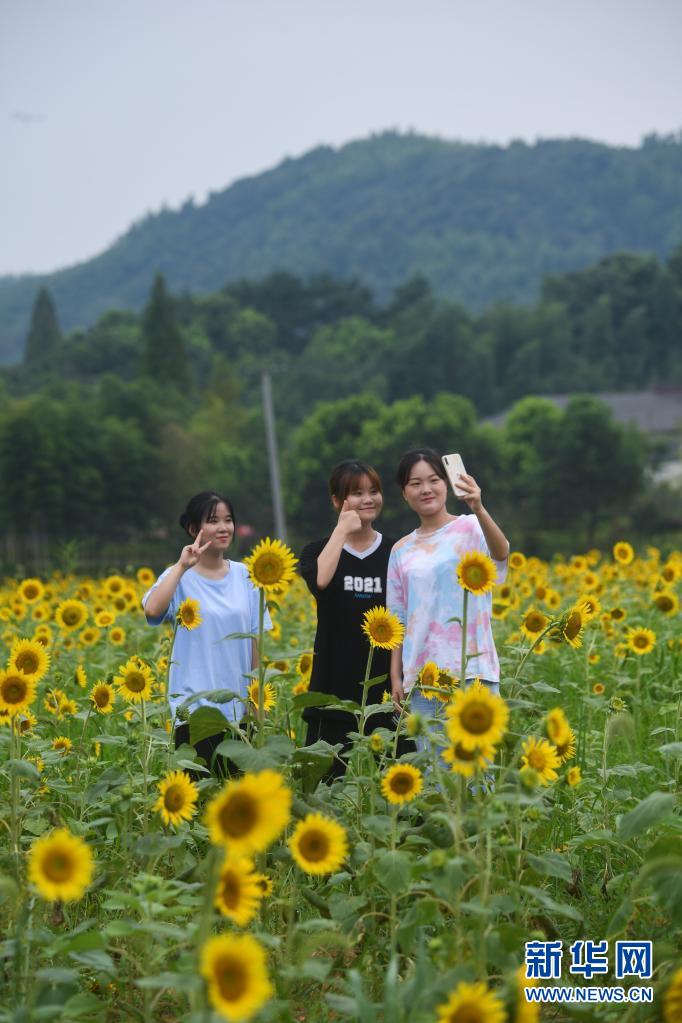 8月10日,几名游客在南山村特色度假小镇的向日葵花田里自拍留影.