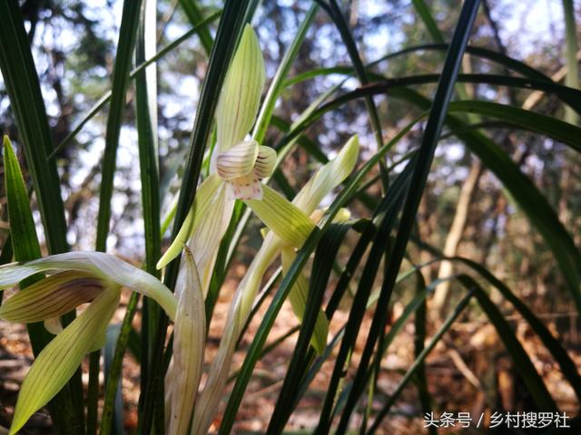 种植兰花浇水有多难?好摄农夫用4个字总结,其实不难