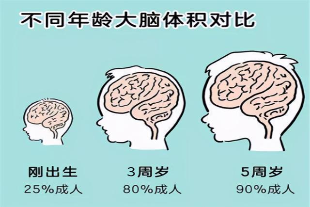 孩子大脑发育,一生仅有一次高峰期,家长不要错过