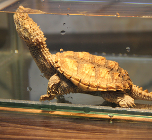 体型最小的鳄龟图片