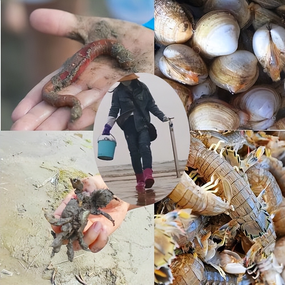 牛人自制赶海神器抓皮皮虾,起步半斤才抓,国内价值三百多一斤