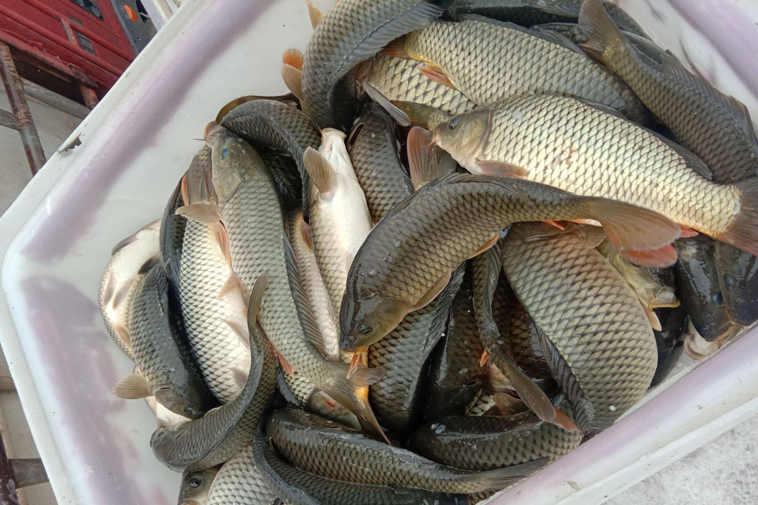 钓黑坑鲤鱼,提前掌握这3个要点,鱼获至少增加一倍