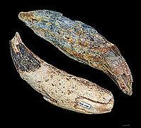 细腿,獠牙,可怕的史前"地狱猪"曾漫游地球