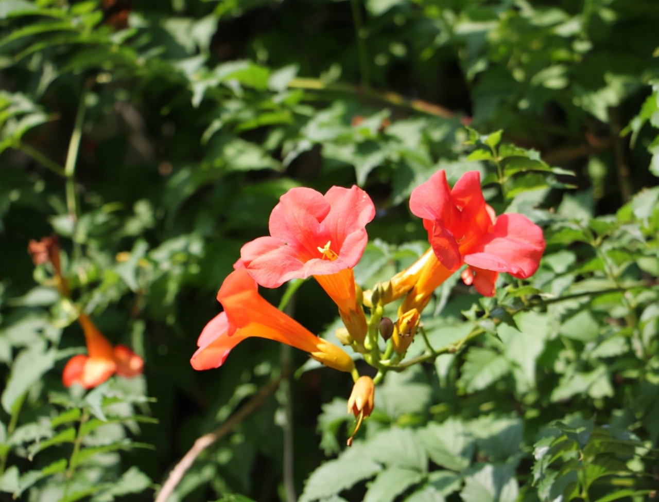 适合新手的凌霄花,一根藤蔓几米长,沿着墙壁攀成花的海洋