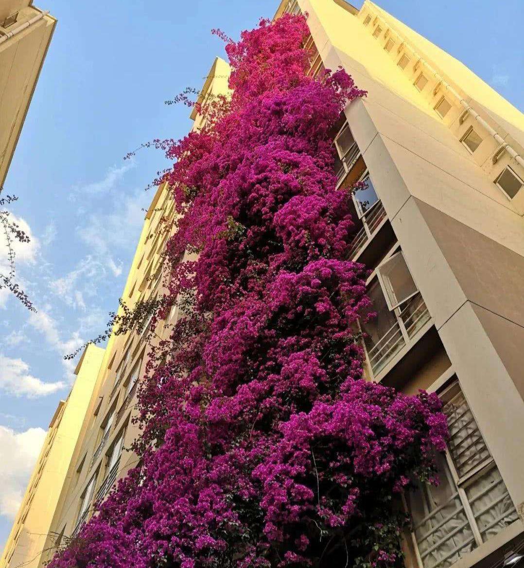三角梅爬满围墙,花开烂漫时,就变成一道花墙,邻居朋友都羡慕