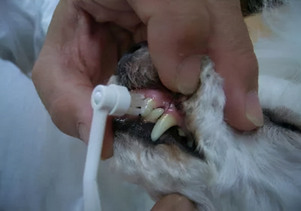 口臭处理指南怎么解决狗狗嘴巴腥臭资深铲屎官教您这样做