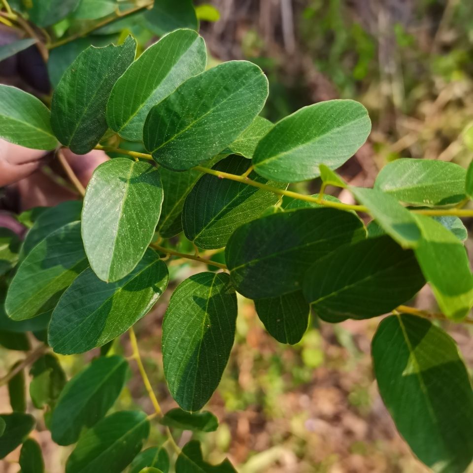 农村有一种叫铁包金的植物,炖出来的汤不油腻,而且很清香