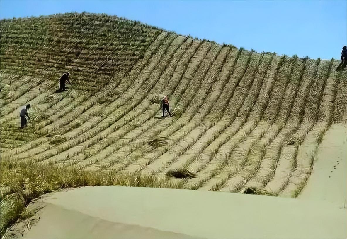 中国人种树有多厉害面积相当于8个韩国的毛乌素沙漠重现绿洲