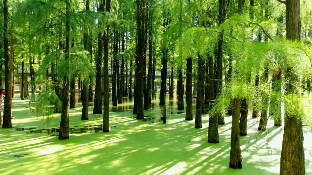 临安青山湖水上森林,宛如仙境