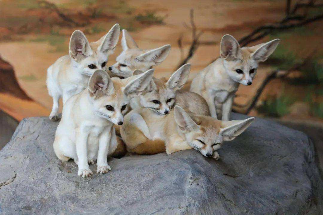 沙漠萌狐,宠物圈"新贵"耳廓狐能养吗?再喜欢都别养