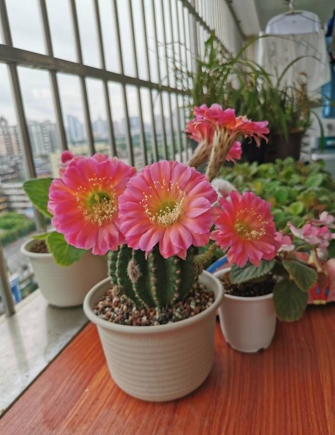 喜欢仙人球的,养棵"浓桃筋"吧,花朵又美又香,每年开花好多次