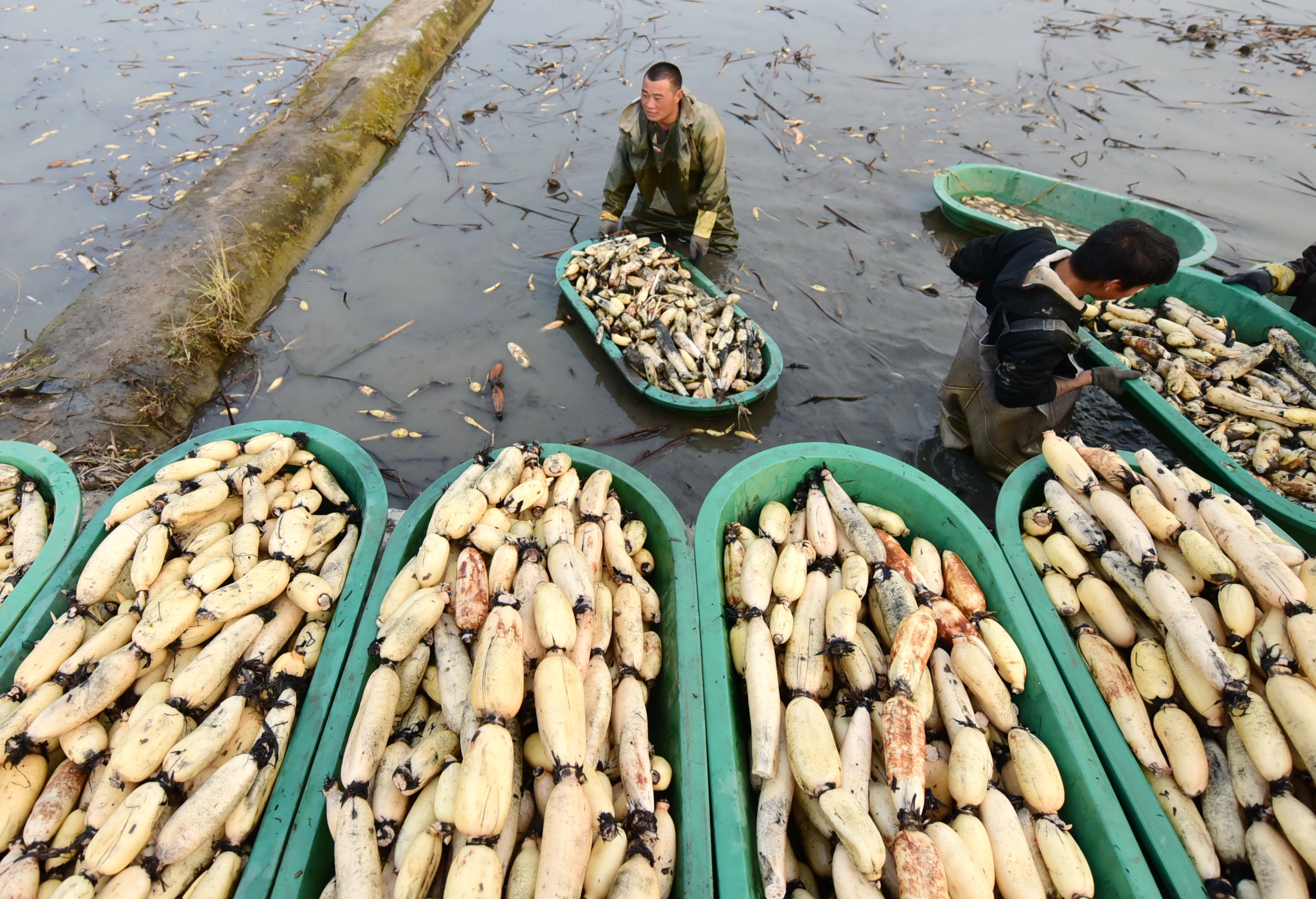 河北曲周:初冬采藕忙