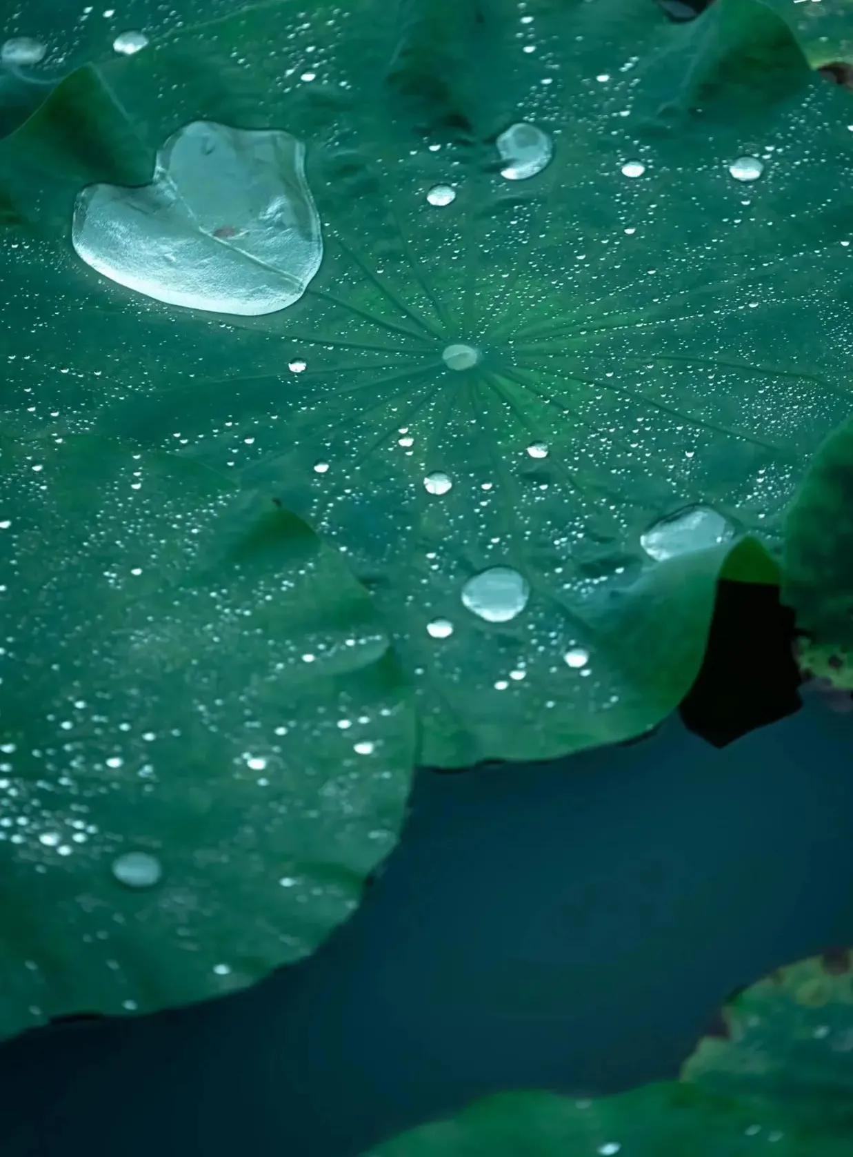 孟浩然:一首夏夜诗,写尽了闲适和对好友地思念,清爽怡人