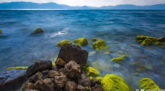 红脸青鱼!云南抚仙湖的"粉红精灵",一条可值千金,真这么贵?