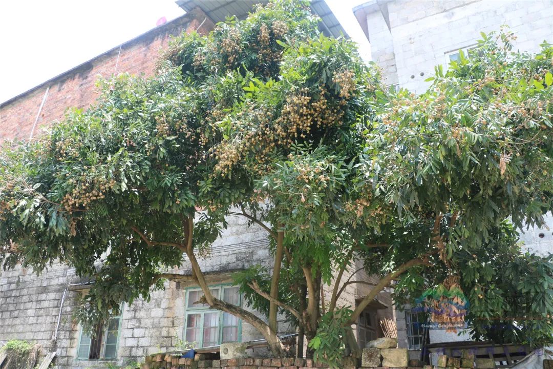 看!上林这个村120多年的老龙眼树果实结得密密麻麻