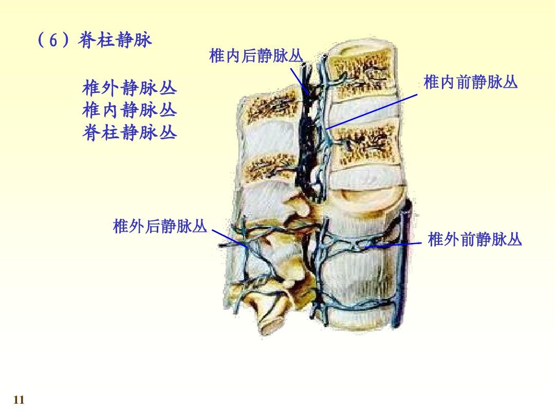 椎管由各椎骨的椎孔连接而成,瘫痪是由于病灶中的腔液等压迫导致