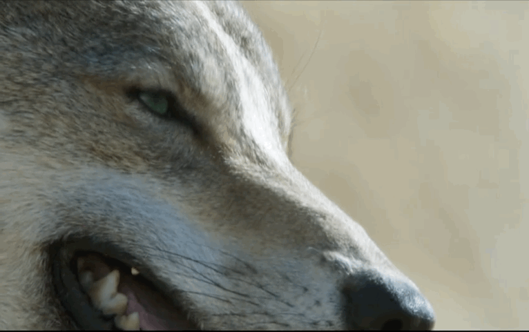 其实剧组做了很多"手偶狼头",工作人员可以用手去控制,让狼转头或者