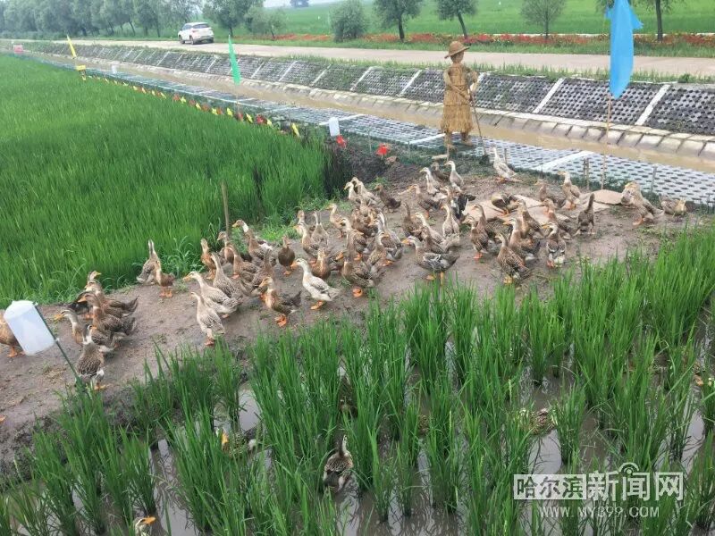 通河最美稻田|吉尼斯稻香村迎来500"鸭将军",灭虫除草全靠它们