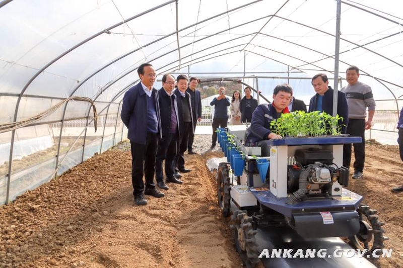 安康市副市长鲁琦调研督导春季农业生产工作