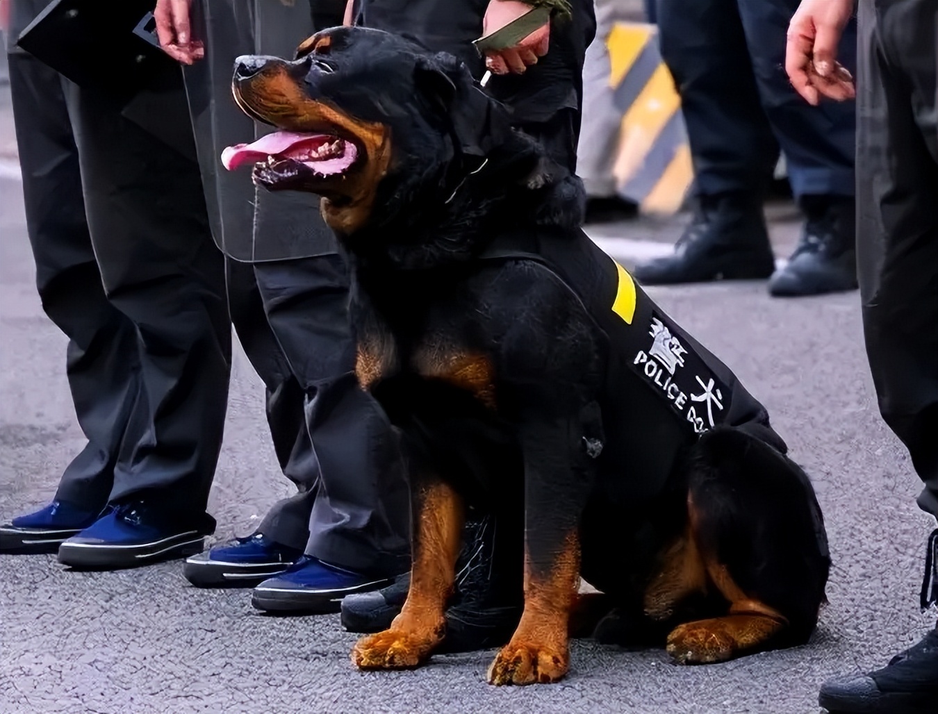 超帅的6大军犬,对主人忠诚,带出门也很拉风!