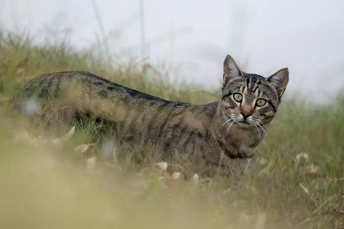 是猫驯化了人类?穷凶极恶为什么变成宠物