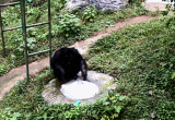 重庆网红黑猩猩模仿饲养员戴口罩洗手，样子太认真!网友笑翻插图13