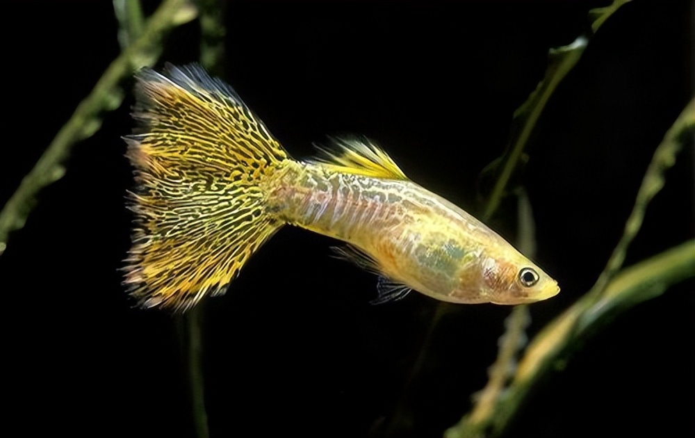 为什么公孔雀鱼一直追着母孔雀鱼咬?发现孔雀鱼受伤应该怎么办?