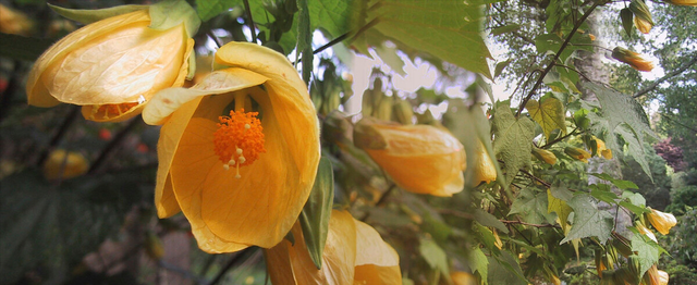 也门渔民捡到127公斤龙涎香,可售卖1000万元