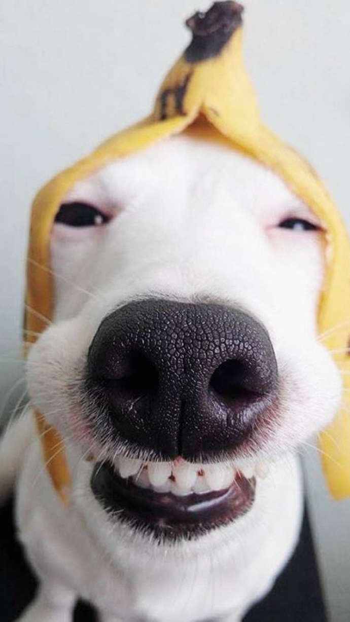 搞笑gif:狗子偷我饭者,虽冤必追