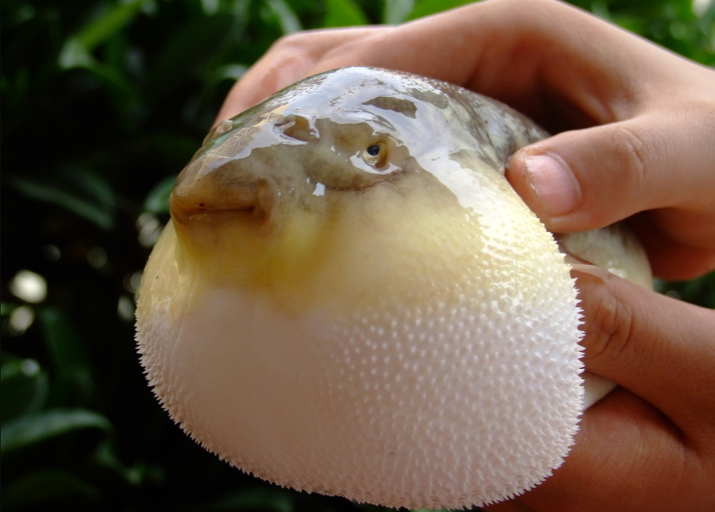 为什么养殖的河豚几乎无毒?养殖的河豚可以吃吗?