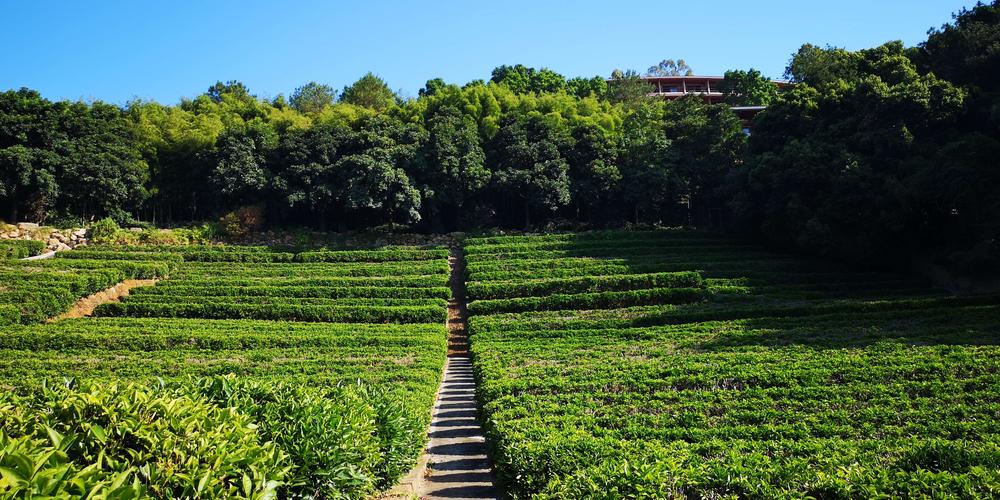 雁南飞茶田风景区图片