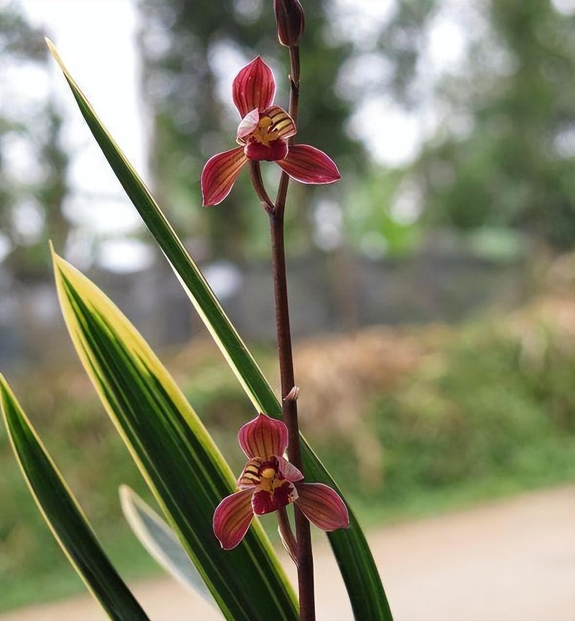 墨兰红神荷,一款品相独特的兰花,盆栽花大色艳,拍照十分美