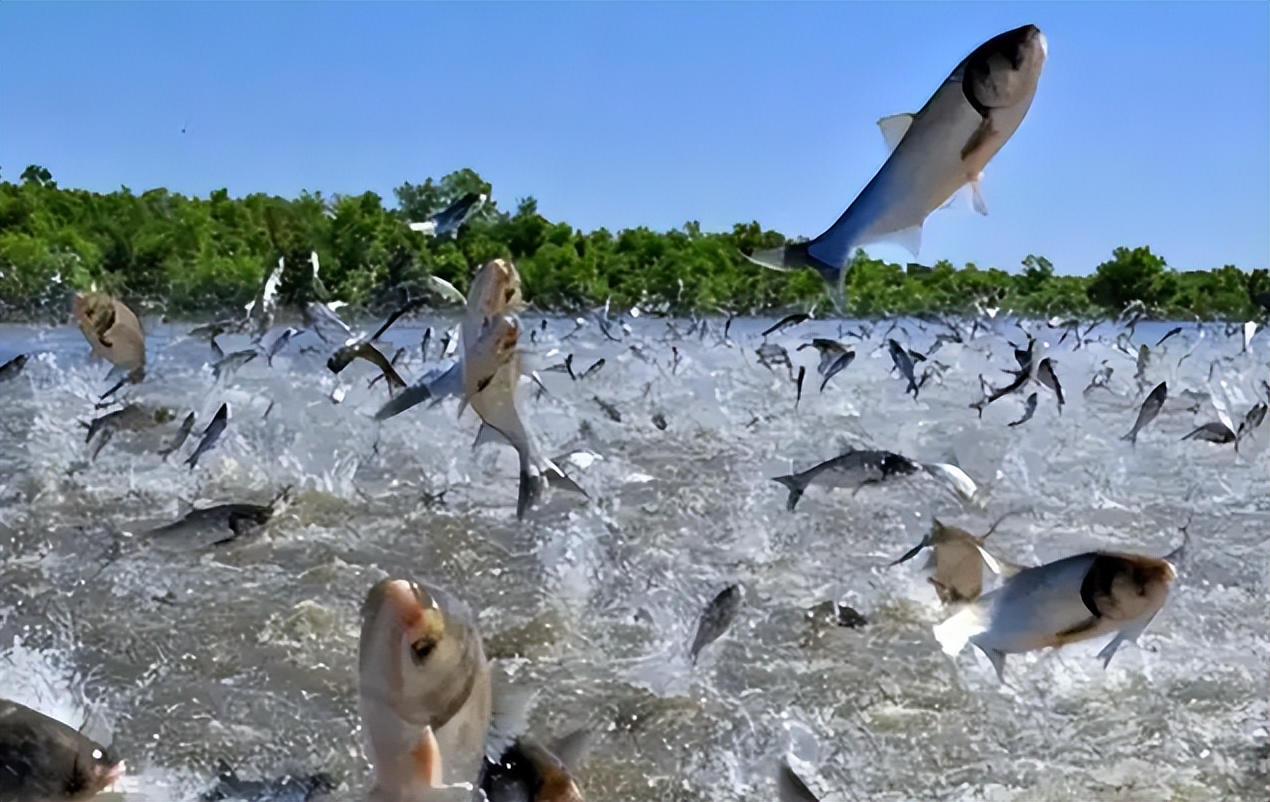 大明湖鱼群跃出水面,密密麻麻都是鱼,难道预示着什么?