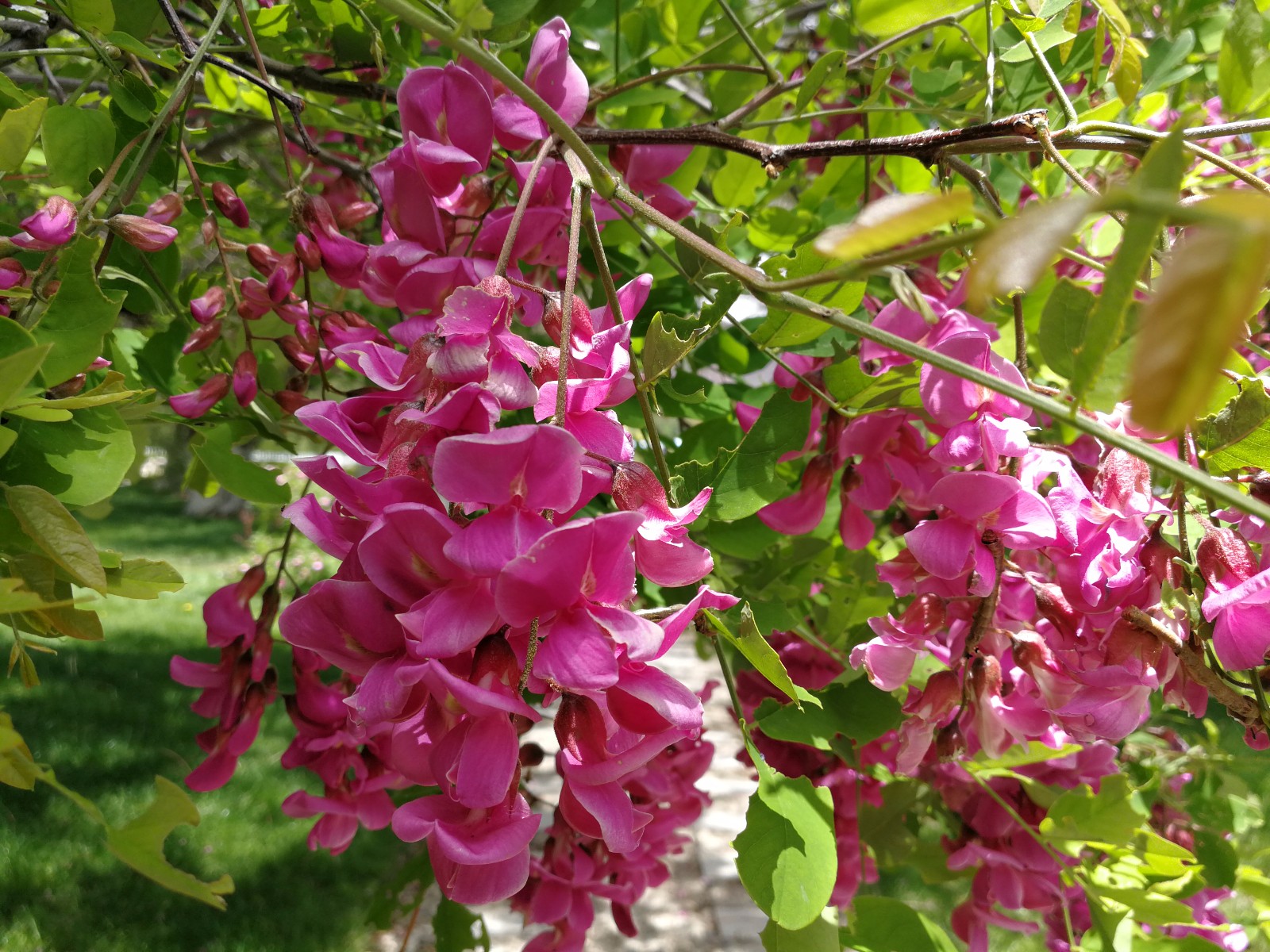 高原花開別樣紅——紅花洋槐