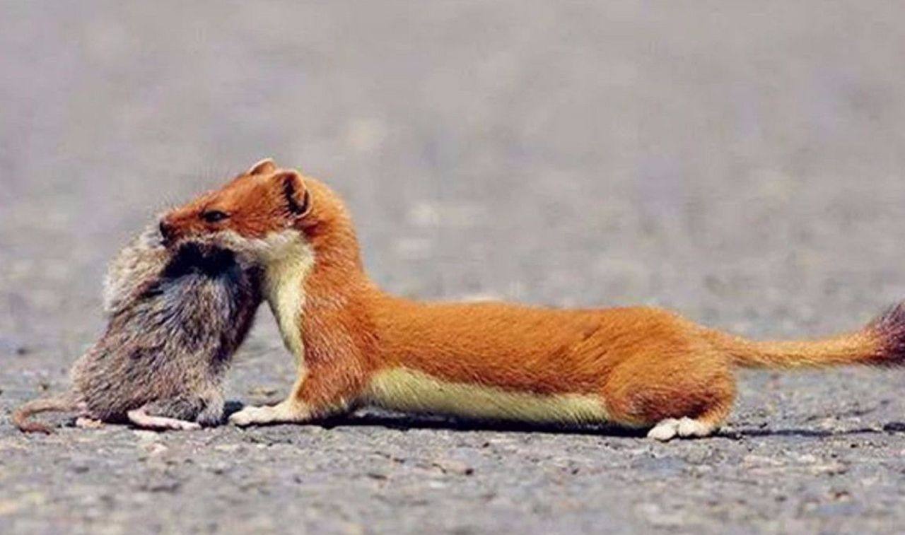 黄鼠狼有多邪门?摄影师拍下它的捕猎过程,看完无法淡定