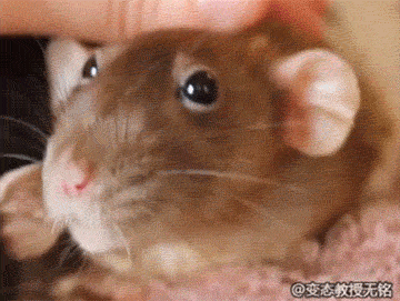 360_271gif 动态图 动图