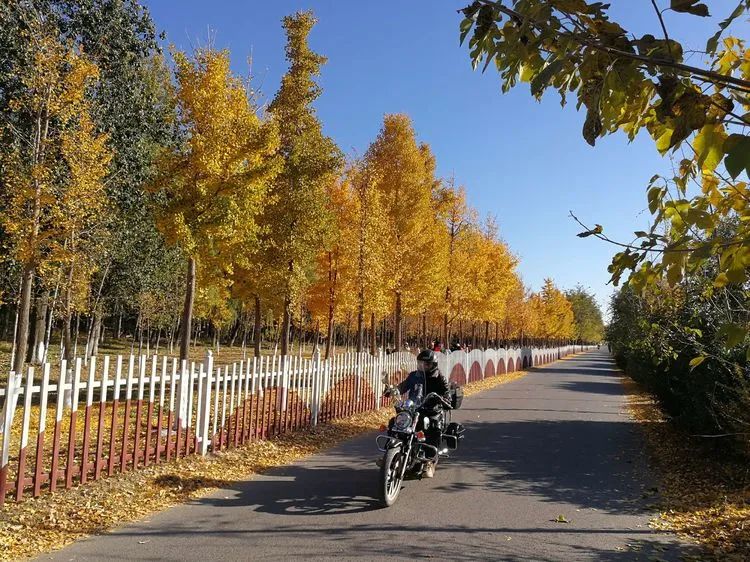 北京沙河北大桥银杏树林尽是黄金衣