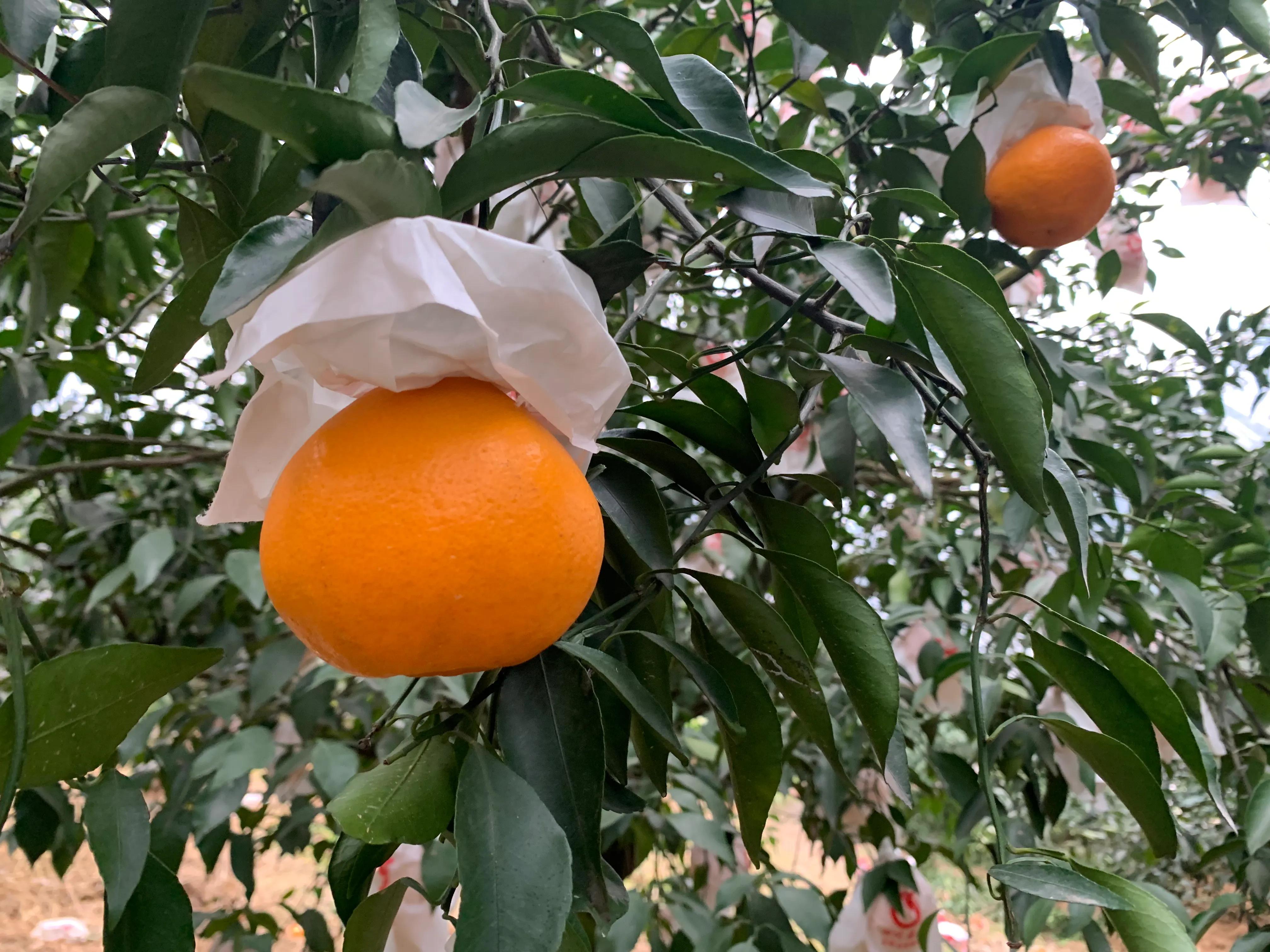 柑橘爱媛与耙耙柑,哪个的市场前景好?果农的选择有点特别