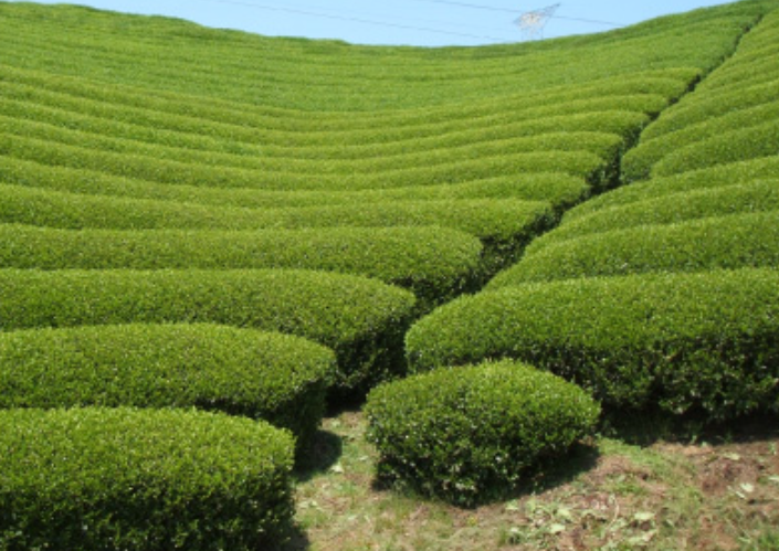 拜耳barter ,农业交易市场数字化平台