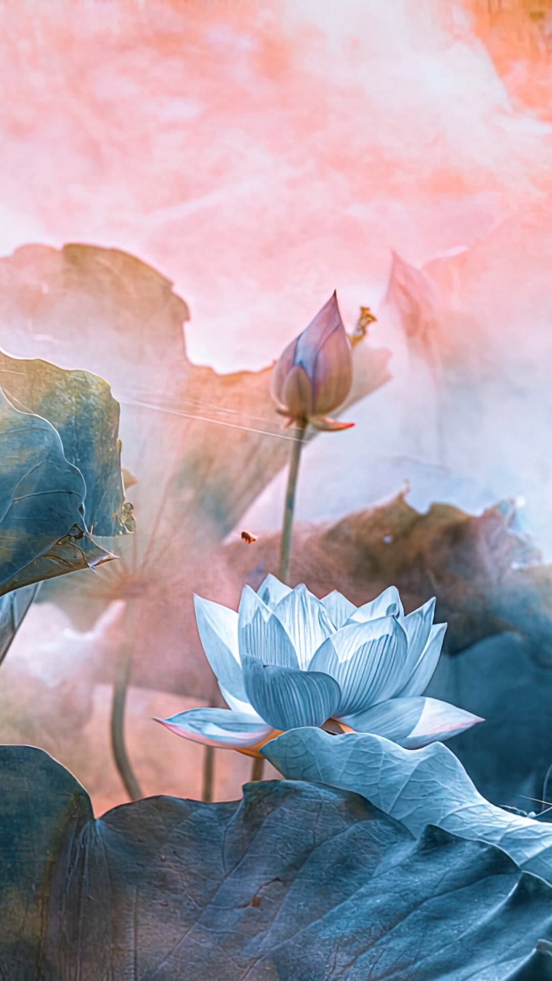 壁纸,爱莲说,太美了