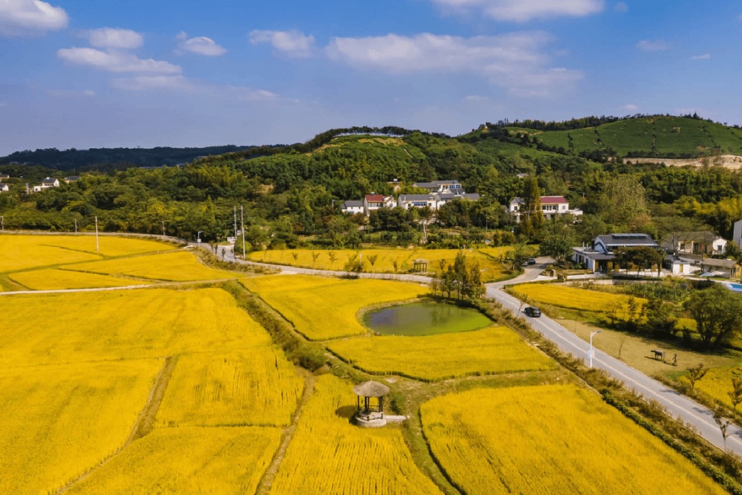 溧阳戴埠杨家村,丰收啦!