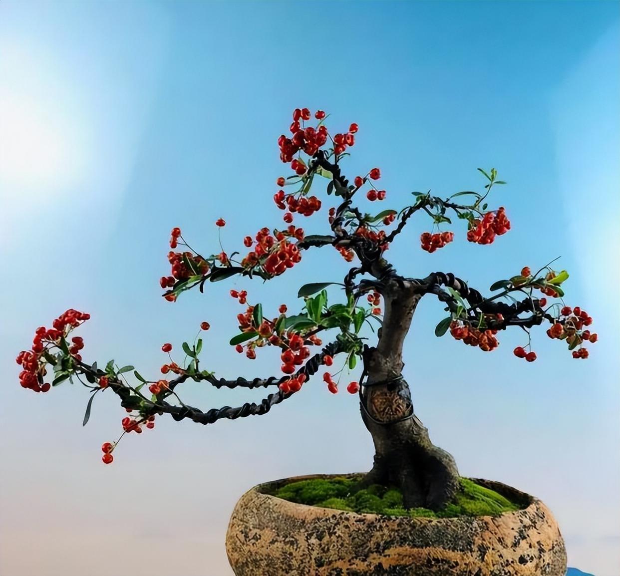 家里养一盆火棘,造型好看,养护也轻松,观花赏果两不误