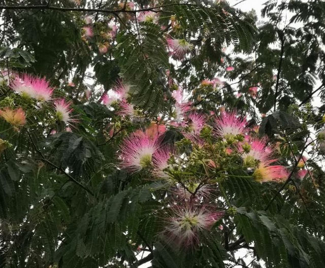 1种绿化树开花如扇子,粉嫩嫩,美极了!不少人见过却说不出名字